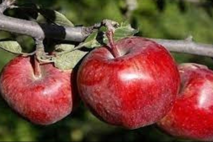 برداشت سیب گلاب از سطح 700 هکتار باغات کامفیروز شمالی در شهرستان مرودشت
