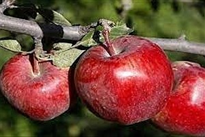 برداشت سیب گلاب از سطح 700 هکتار باغات کامفیروز شمالی در شهرستان مرودشت