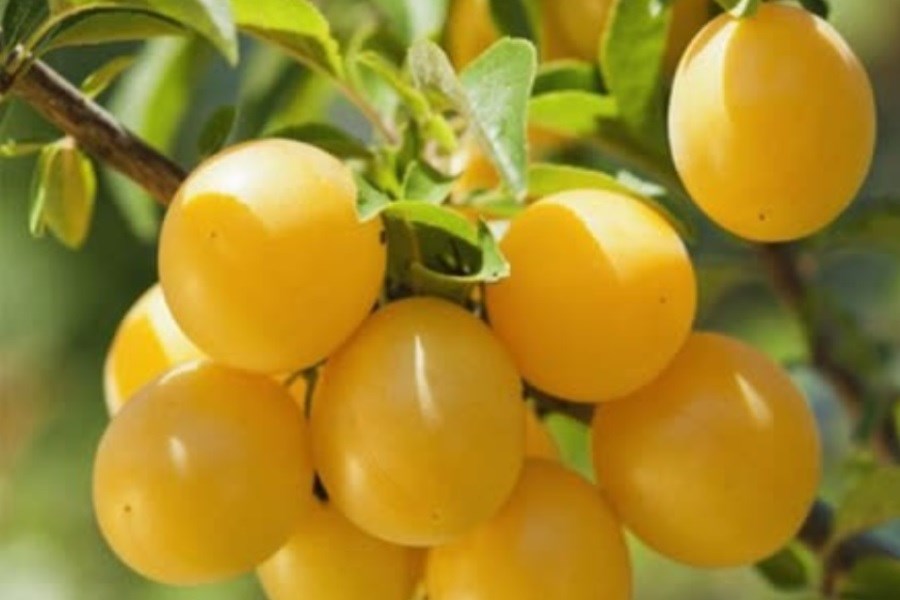 تصویر میوه‌های تابستانه زینت بخش باغ‌های سپیدان