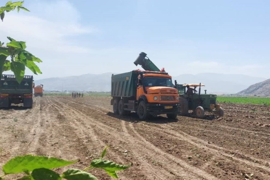 تصویر پایان برداشت چغندرقند پاییزه با تولید بیش از 47 هزار تن از مزارع شهرستان ممسنی
