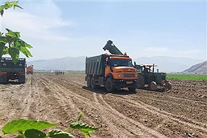 پایان برداشت چغندرقند پاییزه با تولید بیش از 47 هزار تن از مزارع شهرستان ممسنی