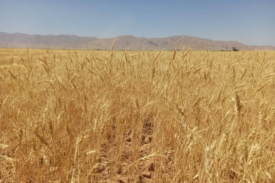 تصویر تولید گندم در 144 هزار هکتار دیمزارهای فارس افزایش یافت