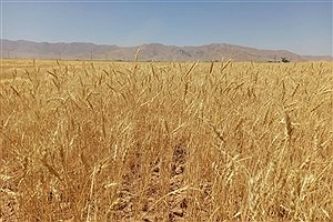 تولید گندم در 144 هزار هکتار دیمزارهای فارس افزایش یافت