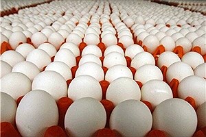 تولید ماهانه بیش از 830 تن تخم مرغ در کوار