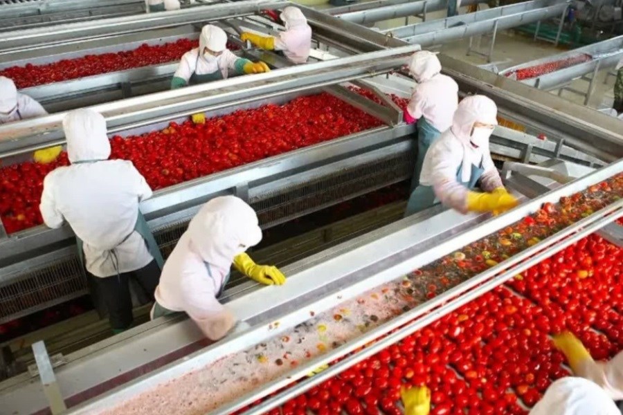 پیش بینی خرید توافقی 87 هزار تن گوجه فرنگی در بیضا