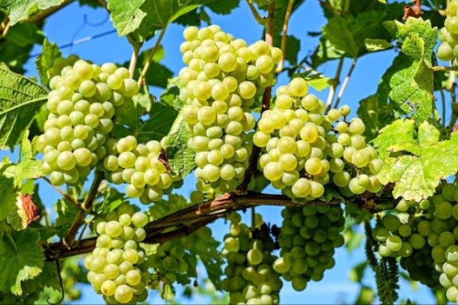 تصویر پیش بینی برداشت ۱۵۰ هزار تن انگور از تاکستان‌های شهرستان کوار