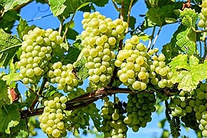 پیش بینی برداشت ۱۵۰ هزار تن انگور از تاکستان‌های شهرستان کوار