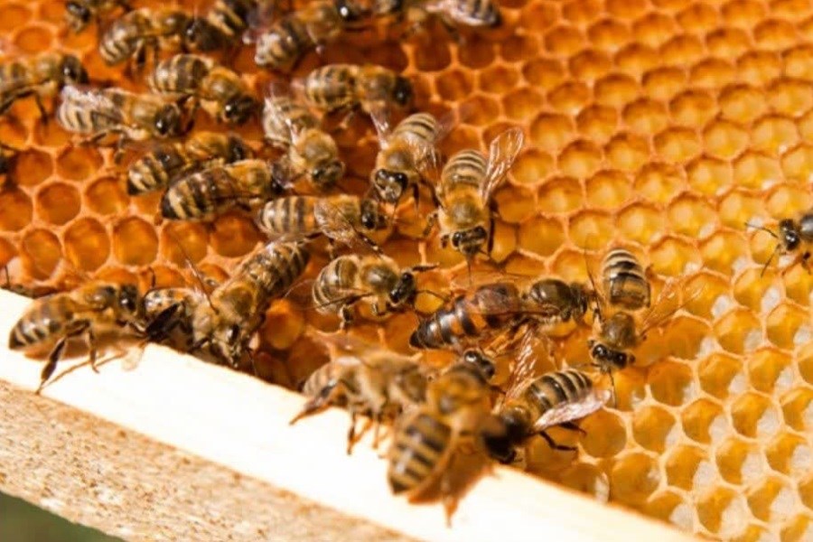 تصویر ۴۵ تن عسل از کلنی های زنبور عسل در ارسنجان بدست آمد