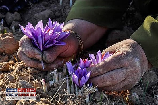 تصویر  گل های زعفران مهمان دشت های بیضا