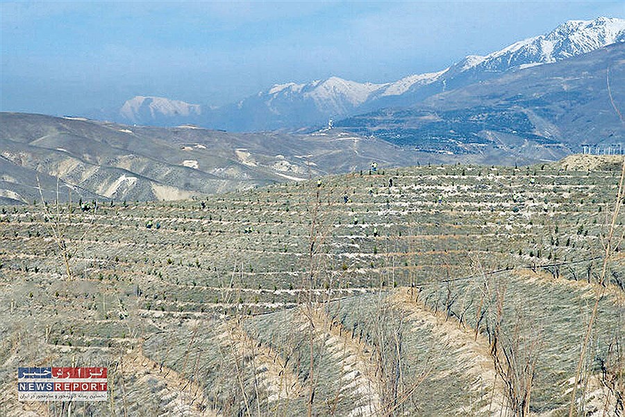 تصویر کاشت نهال یک میلیارد درخت در کشور از  بافق یزد آغاز شد