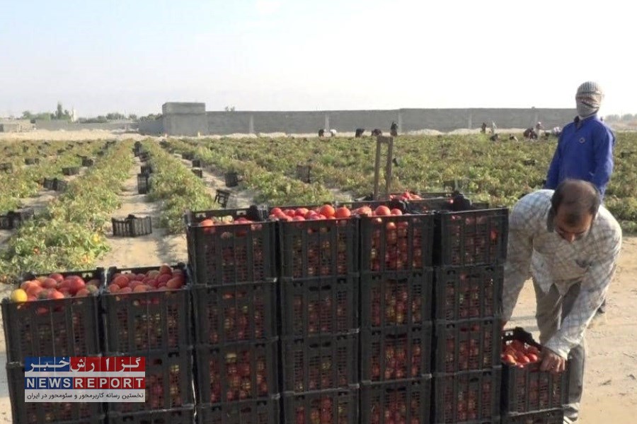 بیش از ۲۶۴هکتار زمین کشاورزی در شهرستان لامرد زیر کشت گوجه فرنگی