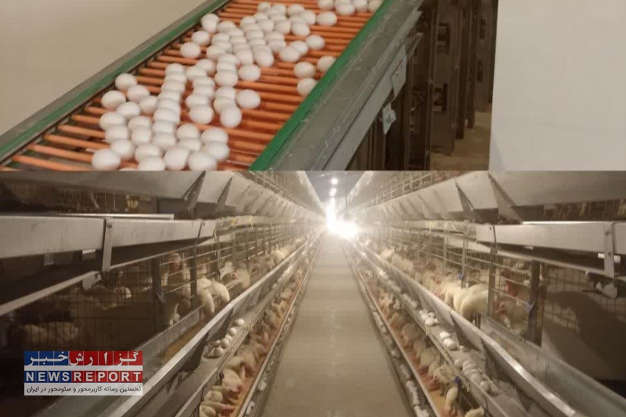 تصویر فاز اول بزرگترین واحد پرورش مرغ تخمگذار در کوار به بهره برداری رسید