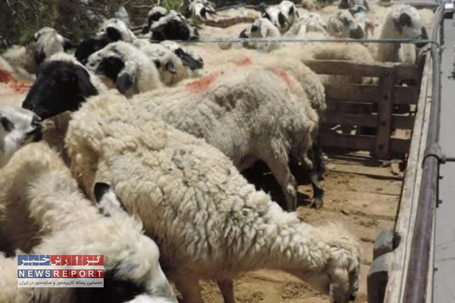 ۲۰۹ راس گوسفند قاچاق به مقصد نرسید