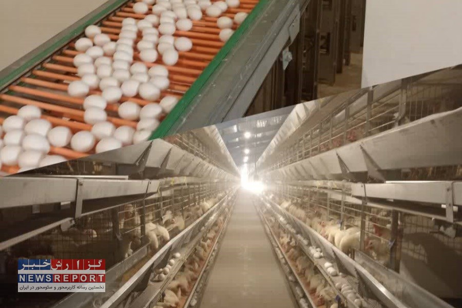 تصویر 25 درصد تولید تخم مرغ در شهرستان کوار افزایش یافت