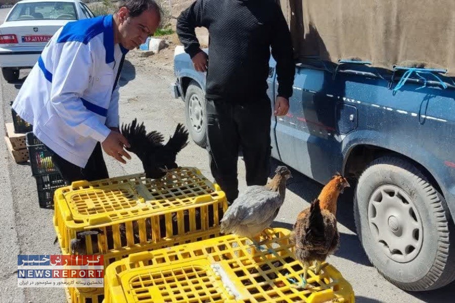 تصویر با پرنده فروشان دوره گرد در شهرستان بافق برخورد قضایی خواهد شد