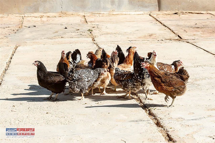 تصویر سالانه بیش از ۱۶ میلیون قطعه مرغ بومی در فارس تولید می شود