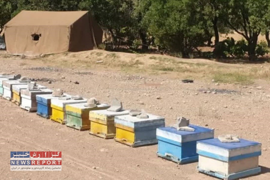 تصویر ۱۲۵۰۰ تن عسل در استان فارس تولید شد