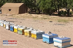 ۱۲۵۰۰ تن عسل در استان فارس تولید شد