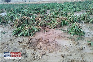 سیل اردیبهشت ماه به بخش کشاورزی فارس ۴۸ هزار میلیارد ریال خسارت وارد کرد