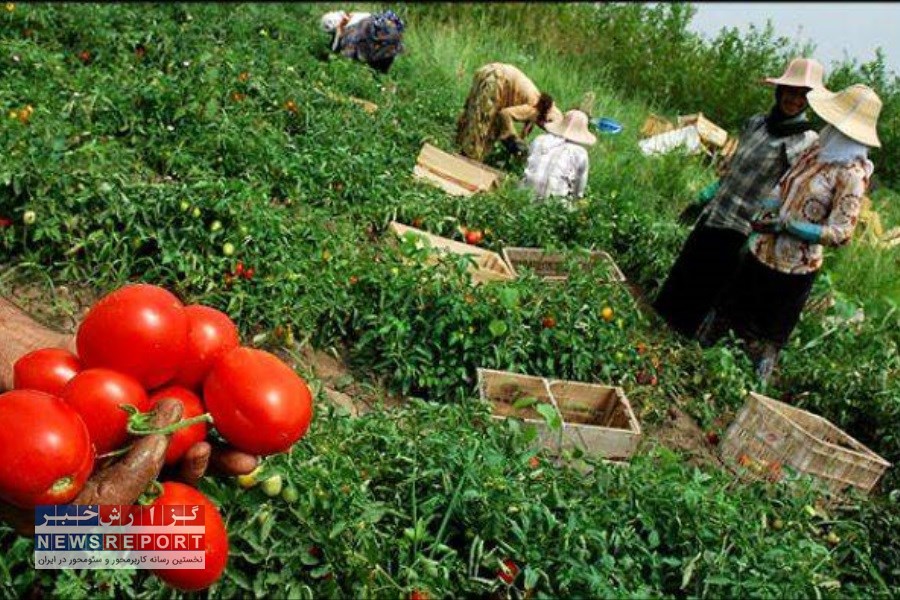 تصویر 1200 هکتار کشت گوجه فرنگی در ارسنجان آغاز شد