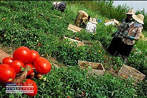 1200 هکتار کشت گوجه فرنگی در ارسنجان آغاز شد