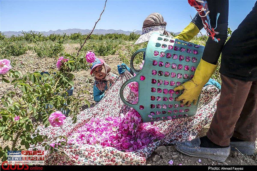 تصویر شمیم عطر گل محمدی در گلستان‌های نی‌ریز