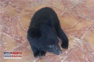 یک توله خرس سیاه و تعداد ۴۷۴ قطعه پرنده نابالغ مرغ مینا در شهرستان بختگان کشف و ضبط شد