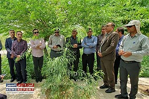 تولید حدود 400هزار گونه بیابانی در فارس با اجرای طرح مردمی کاشت یک میلیارد نهال