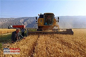برداشت  ۸۱۵ هزار تن گندم از مزارع فارس تاکنون