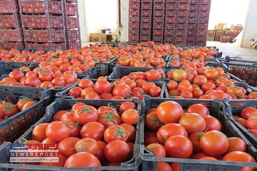 تصویر بیش از 2500 تن گوجه فرنگی در شهرستان زرین دشت صادر شد