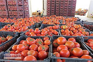 بیش از 2500 تن گوجه فرنگی در شهرستان زرین دشت صادر شد