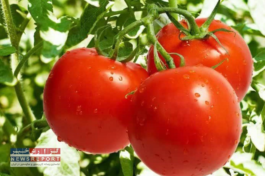 رکوردشکنی کشاورز بیضایی با تولید 5250 تن گوجه فرنگی