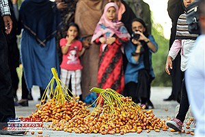 جشن شکرانه برداشت خرما در بافق برگزار می شود