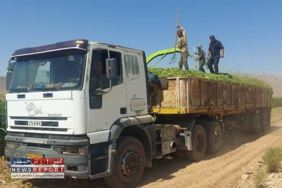 تصویر زمان برداشت ذرت در شهرستان نی‌ریز شروع شد