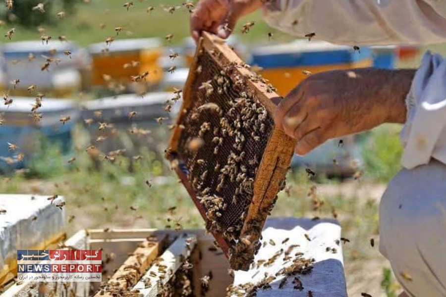 طرح ملی سرشماری زنبورستان‌های بیضا آغاز شد