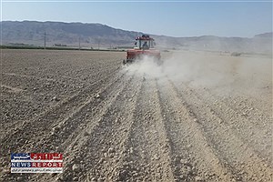 کشت جو در شهرستان زرین دشت شروع شد