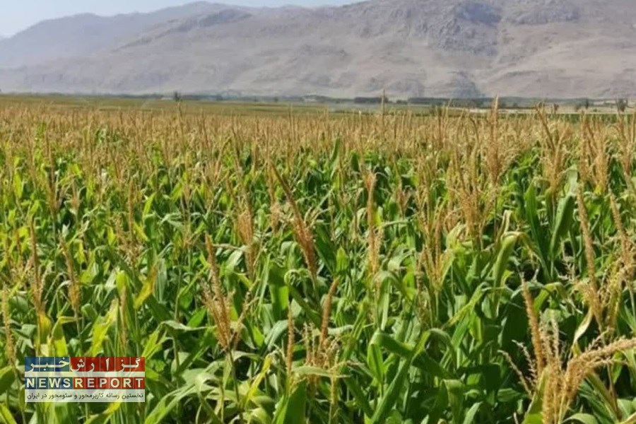 تصویر برداشت ذرت علوفه ای در شهرستان مرودشت آغاز شد