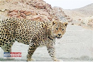یک قلاده پلنگ در لامرد مشاهده شد