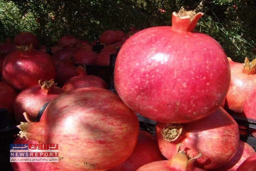 عرضه ۳۰هزار تن انار ارسنجان به بازار پیش بینی می شود