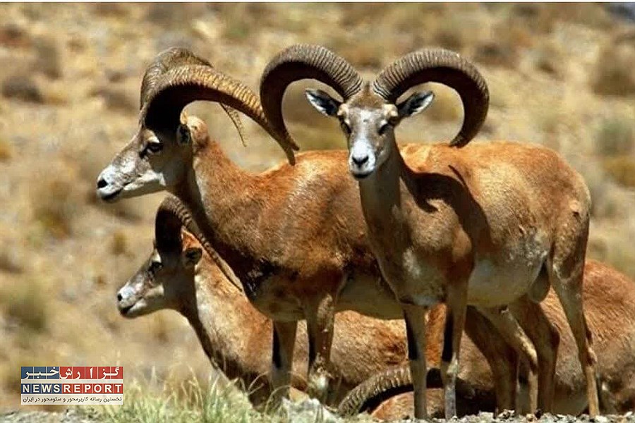 سرشماری بیش از ۲ هزار و ۱۰۰ گونه جانوری حفاظت شده در لامرد