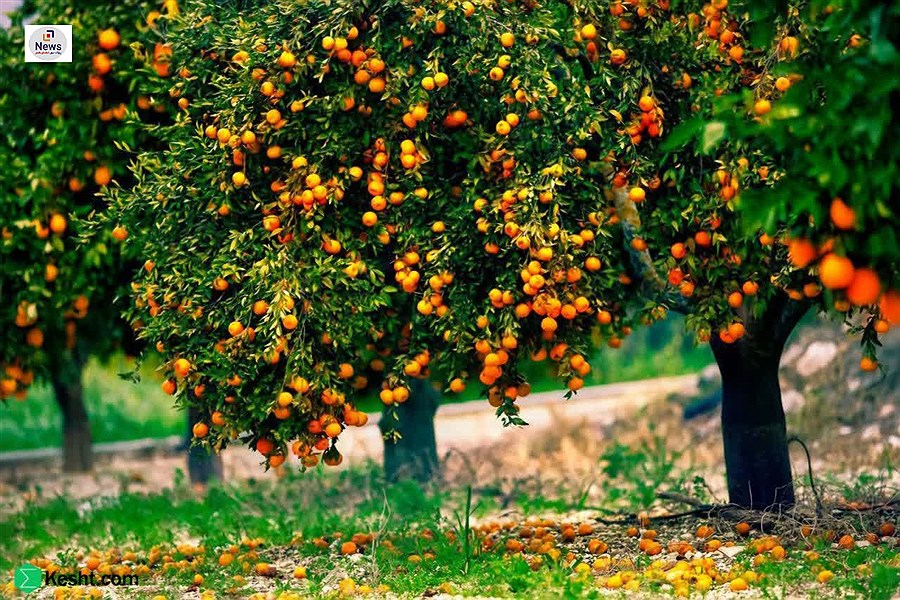 تصویر برداشت پرتقال از سطح 4 هزار و 500 هکتار از باغ‌های شهرستان فسا