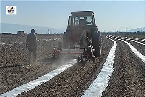 کشت هندوانه آجیلی در زرین دشت آغاز شد