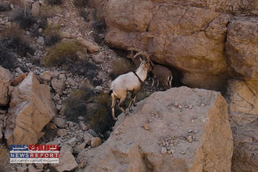 تصویر بیش از هزار و صد راس گونه جانوری مشاهده شد