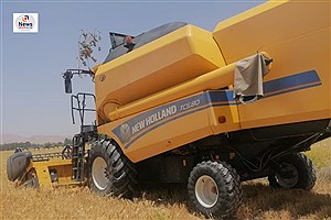 آغاز برداشت خوشه‌های طلایی گندم در زرین دشت