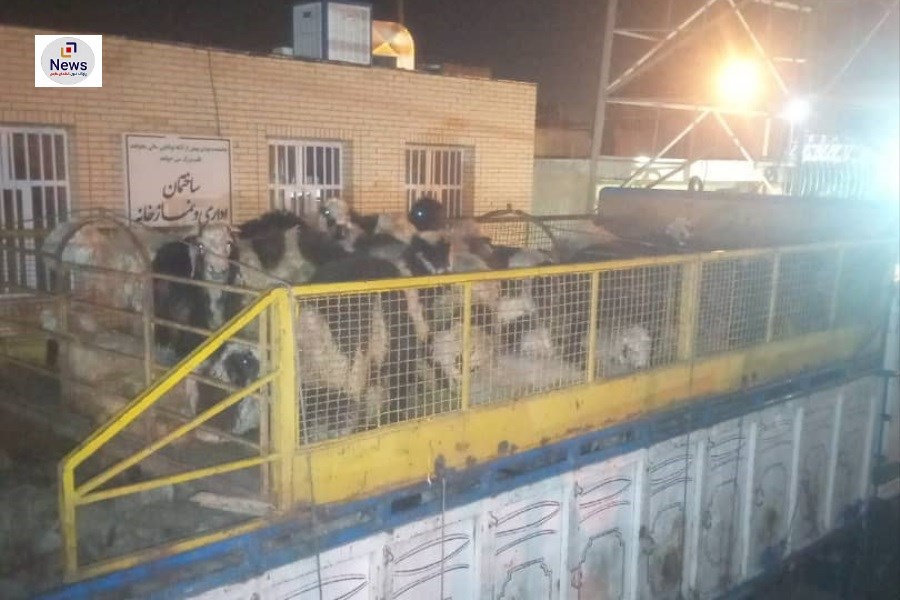 تصویر محموله‌ی بزرگ دام به ظن قاچاق در شیراز کشف شد