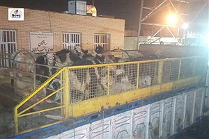 محموله‌ی بزرگ دام به ظن قاچاق در شیراز کشف شد