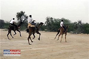 تاختی در شن‌های طلایی؛ رقابت هیجان‌انگیز شترسواری در بافق
