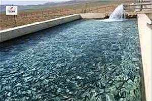 تولید بیش از ۴۰ تن ماهی در کوار