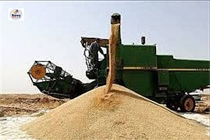 افتخاری دیگر برای شهرستان کوار: تولید ۱۷ هزار تن گندم