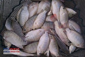 تبدیل استان یزد به هاب منطقه‌ای تیلاپیا در خاورمیانه، غرب آسیا و کشورهای اوراسیا